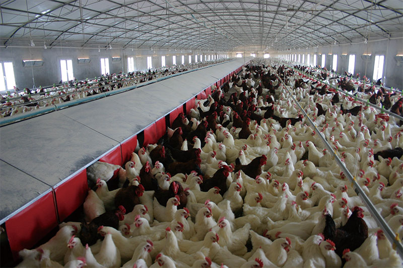 Chicken project case(圖4)